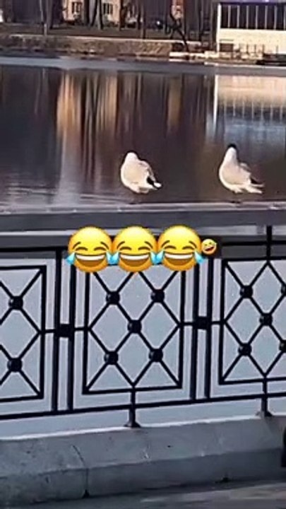 Funny video Entertainment videos