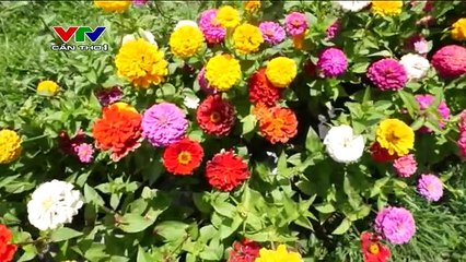 แวดวงเพลงเวียดนาม (Ca Nhac) - Khúc nhạc xuân yêu đời (กุมภาพันธ์ 2015)