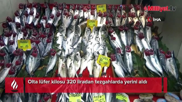 Çanakkale’de olta lüferin kilosu 320 liradan tezgahlarda