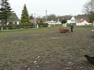 pas esp, cabré, couché 15 mars 08