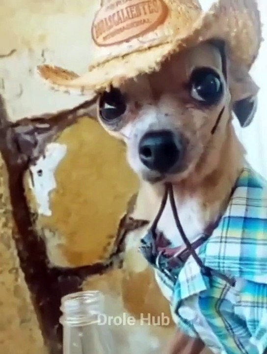 Funny Animals Videos    Funniest Cats and dog video animals 2022