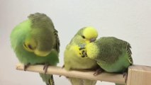 how to breed budgies