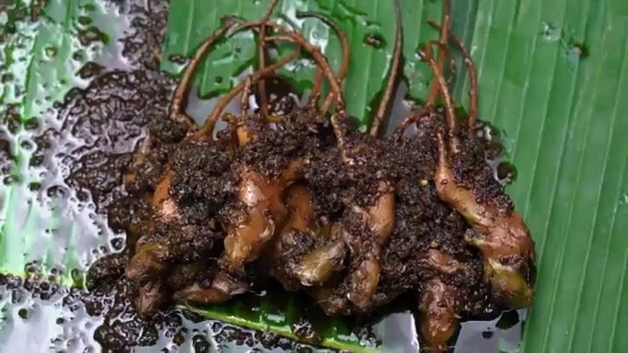 makan daging tikus betutu