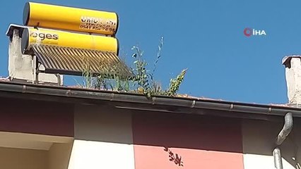 Olukta filizlenen ağaçlar şaşkınlığa neden oldu