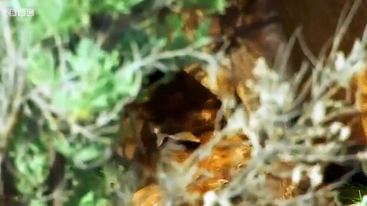 Mountain - Life at the Extreme - Se1 - Ep01 - Rockies HD Watch HD Deutsch