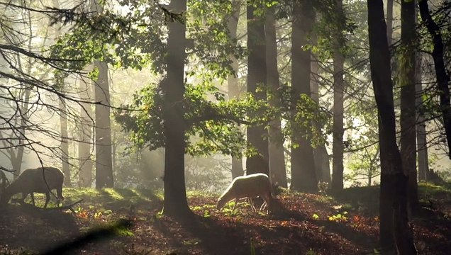 So cute and beautiful Sheep