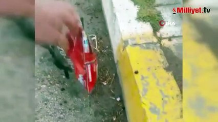 Kafasına poşet geçen kargayı öğretmen kurtardı