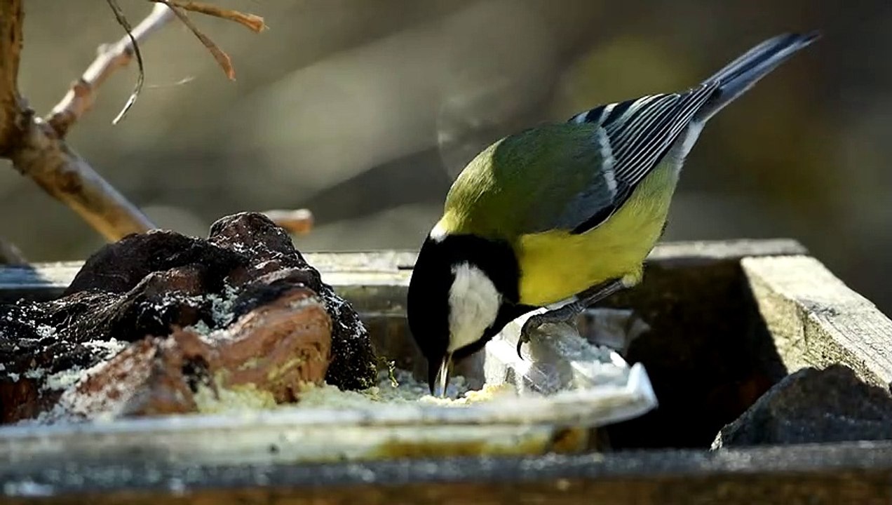 So cute and beautiful Animals