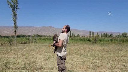 Iğdır haber: Iğdır'dan takibe alınan bozkır kartalı, havaların soğumasıyla göçe başladı