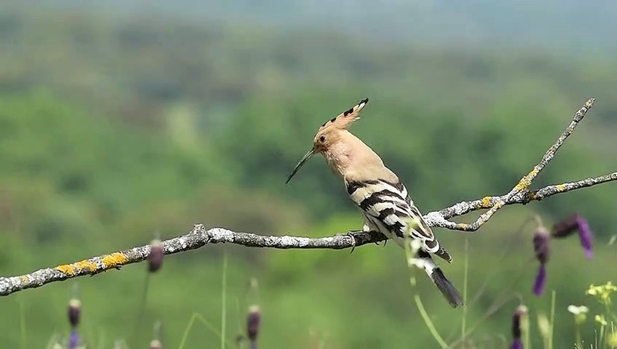 So cute and beautiful birds