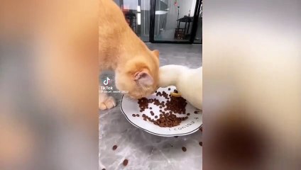 Mamasını yiyen ördeği kovalayan kedi gündem oldu