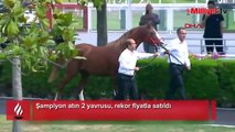 Şampiyon atın 2 yavrusu, rekor fiyatla satıldı