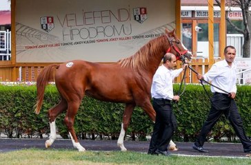 Şampiyon atın 2 yavrusu, rekor fiyatla satıldı