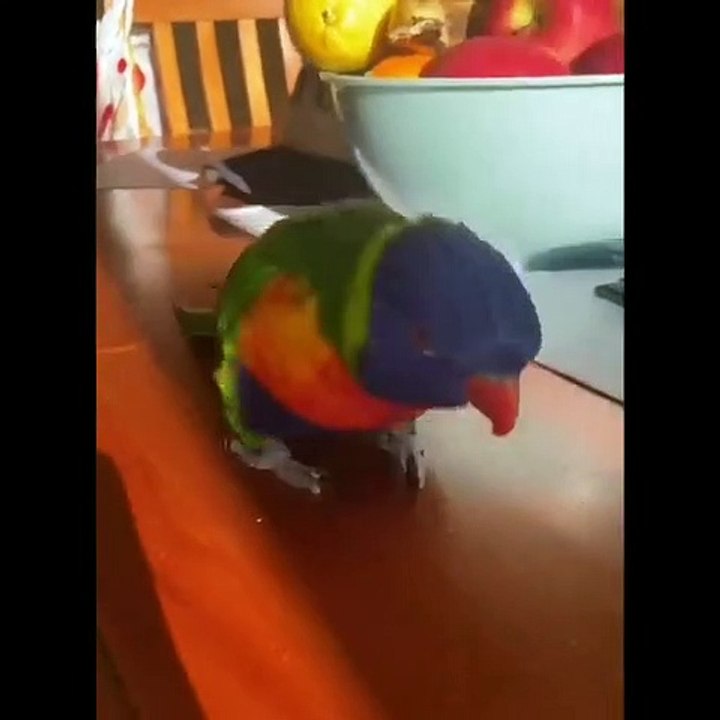 Funny parrot