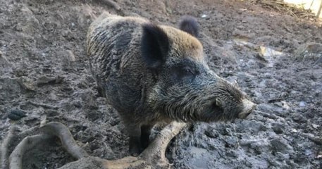 Après une longue bataille juridique, le sanglier Maurice pourra finalement rester dans sa famille d'accueil