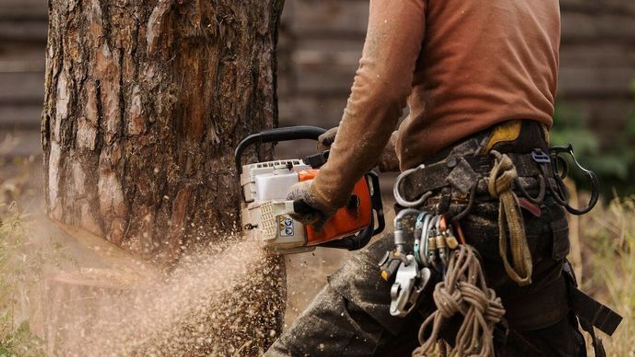 Bûcheron : un métier à hauts risques