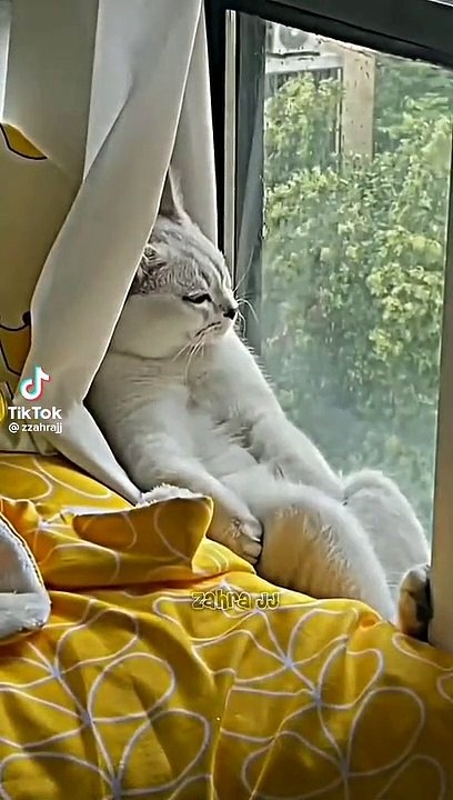 kucing imut