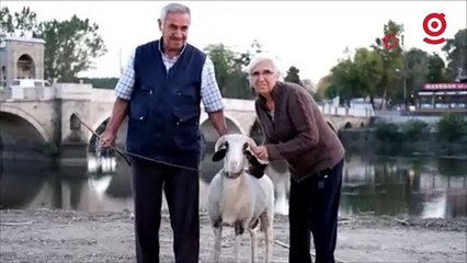 “Evladımız” dedikleri kuzu yaşlı çiftin can dostu oldu