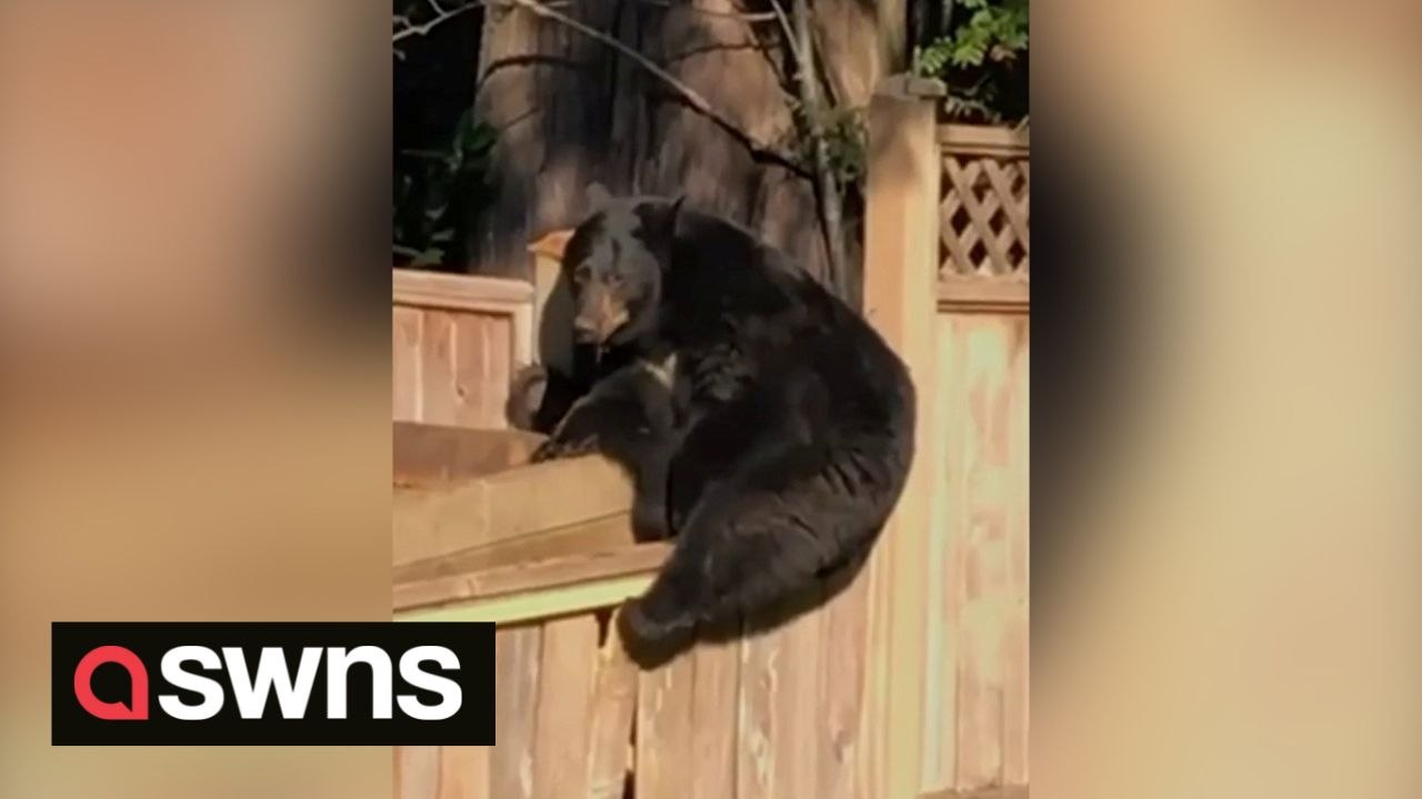 Hungry bear invades Vancouver resident's back garden just to raid hummingbird feeder and bask in the sun during 'Fat Bear Week'