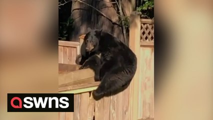 Hungry bear invades Vancouver resident's back garden just to raid hummingbird feeder and bask in the sun during 'Fat Bear Week'