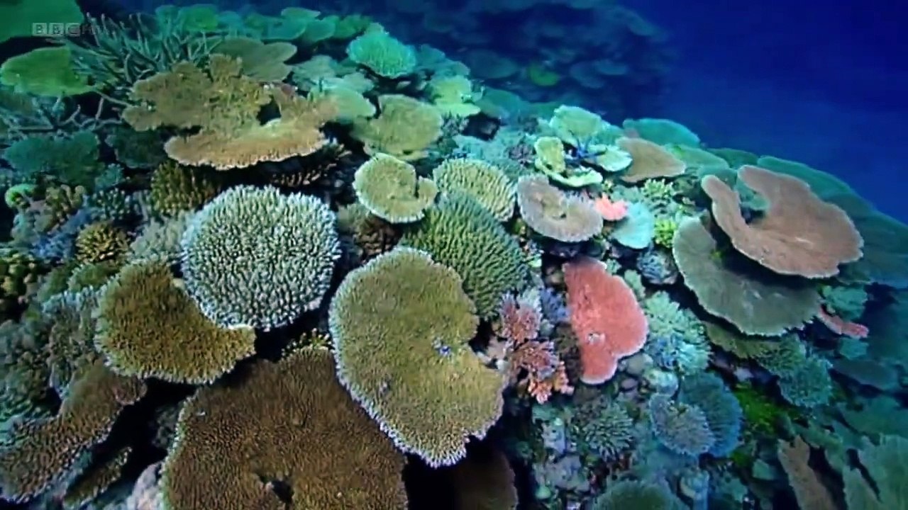 BBC Natures Microworlds 08 of 13 Great Barrier Reef