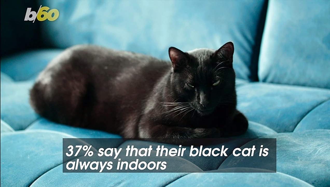 Are Black Cats Actually Bad Luck? video Dailymotion