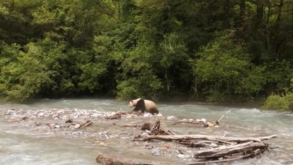 Dev Pandaların Korunması, İnsan ve Doğanın Ahenkli Bir Şekilde Birlikte Var Olmasını Teşvik Ediyor