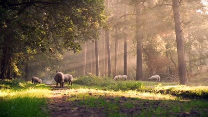 the atmosphere in the beautiful and peaceful countryside