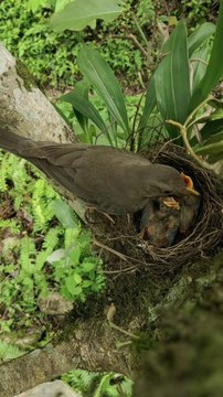 Bird feeding its baby | Birds Feeding | #animalslover543 #dailymotion