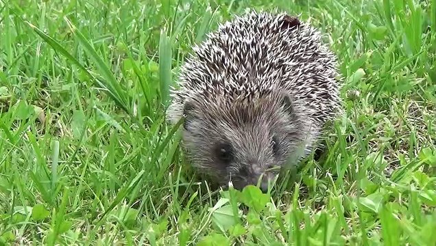 Cute Hedgehog Taking A Stroll | Hedgehog Searching its Food |#animalslover543 #shorts