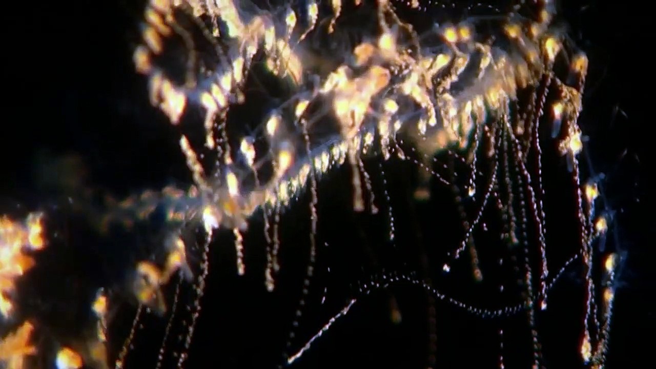 Natures Microworlds 11 Of 13 The Deep Sea - Video Dailymotion