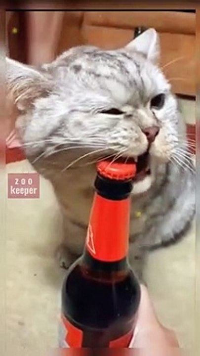 weird moments cats