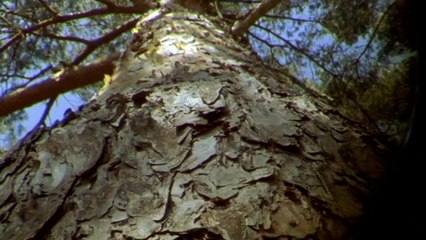 Natures Microworlds 13 of 13 Scottish Highlands