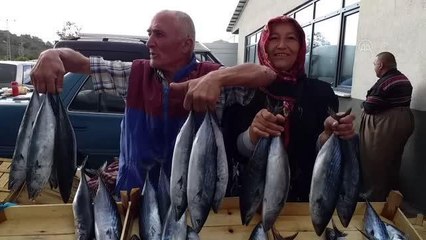 Zonguldak haberi... ZONGULDAK - Alaplı'da palamut azlığı fiyatları yükseltti