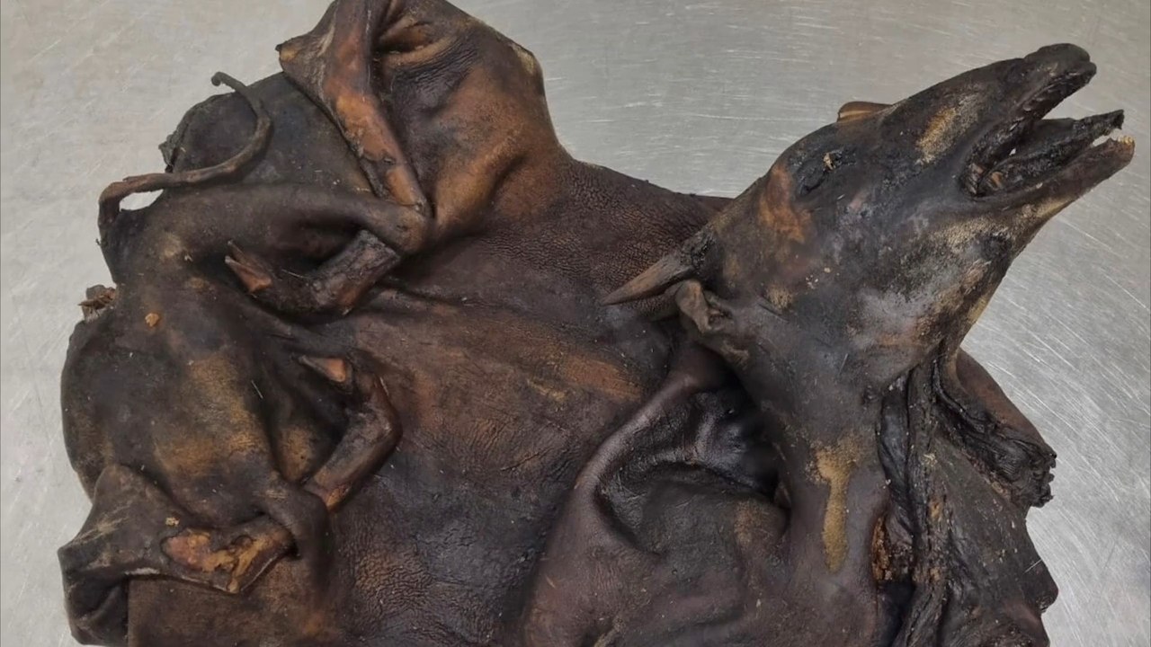 Zoll findet gebratene antilopen bei gepäckkontrolle