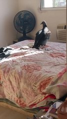 Man Finds Vulture in His Bedroom