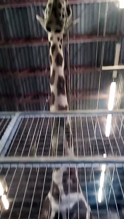 A Zookeeper's Perspective