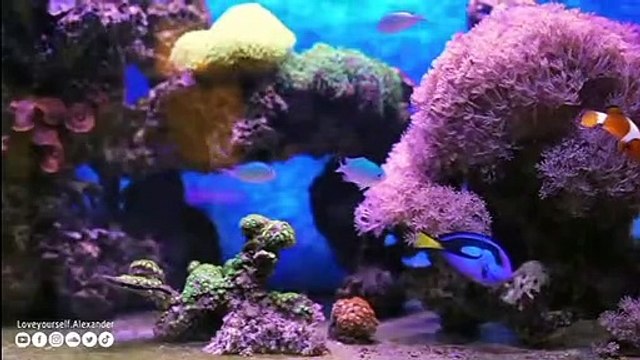 La plus belle des musiques rend heureux Musique relaxante pour se reposer l'esprit, stress