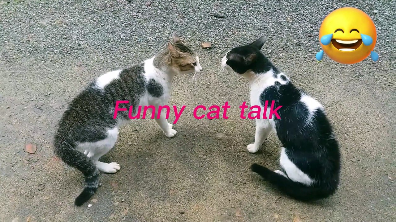Funny cat talk