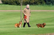 Ecco con chi vivono ora i due amatissimi cani della Regina Elisabetta