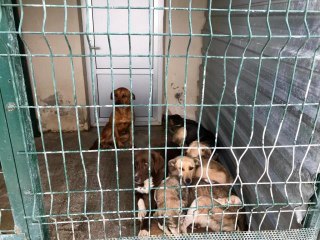 Son dakika haberi | Keçiören Belediyesi gençlere hayvan sevgisi kazandırmak için harekete geçti