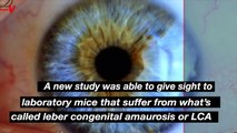 Scientists “Blown Away” By New Procedure That Gives Vision to Mice With Congenital Blindness