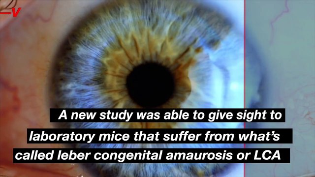 Scientists “Blown Away” By New Procedure That Gives Vision to Mice With Congenital Blindness