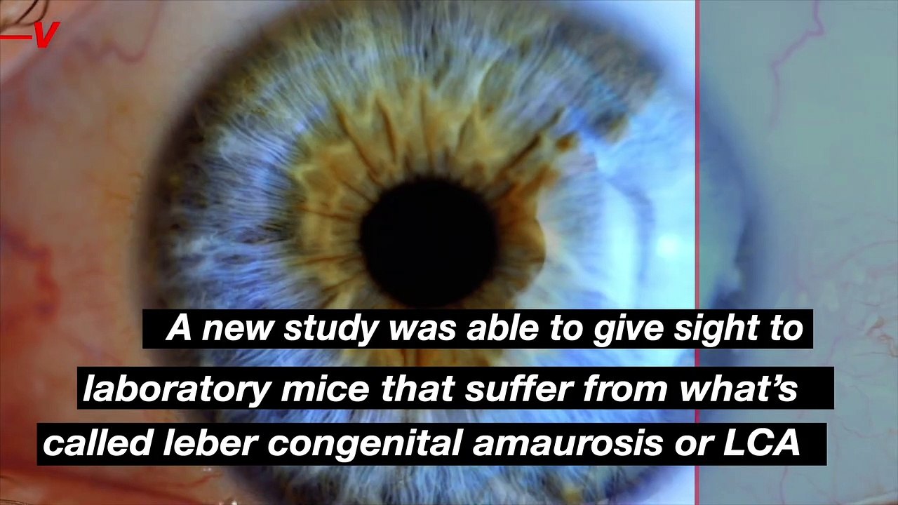 Scientists “Blown Away” By New Procedure That Gives Vision to Mice With Congenital Blindness