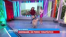 Shermann el perro terapéutico que vive en La Paz y se volvió viral en redes sociales