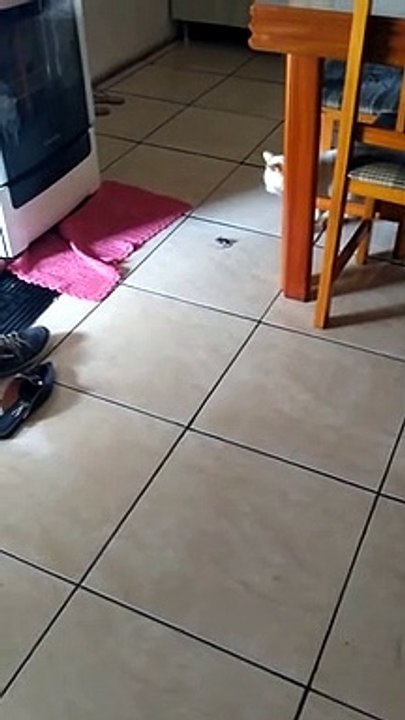 Meu gatinho vadio 3
