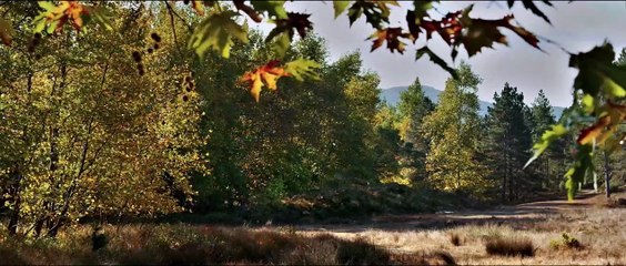 L'albero dei frutti selvatici