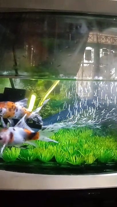 video ikan