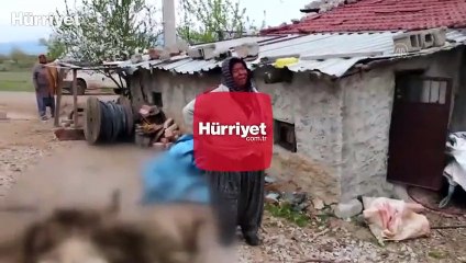 Konya'da ağıla giren kurtlar 20 koyunu telef etti