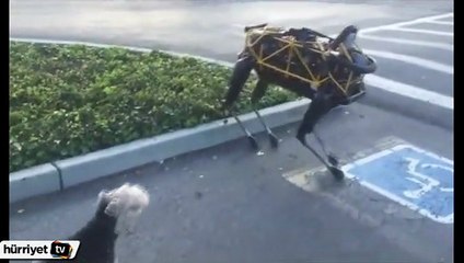 Gerçek köpek robota karşı